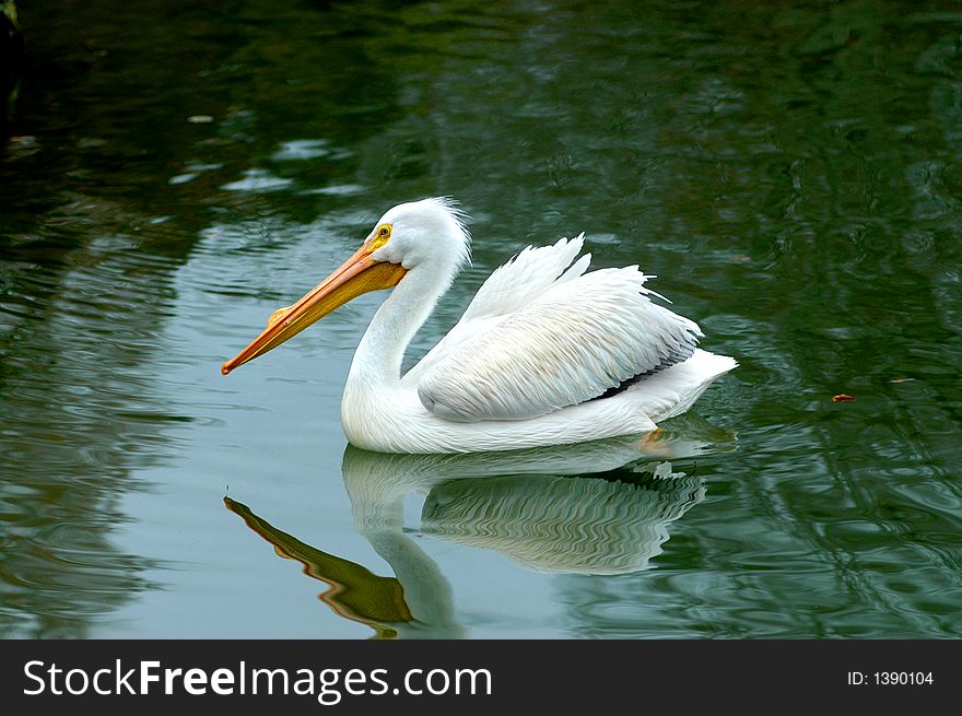 Stork glides by on a pond.  Reflection ripples in the water. Stork glides by on a pond.  Reflection ripples in the water.