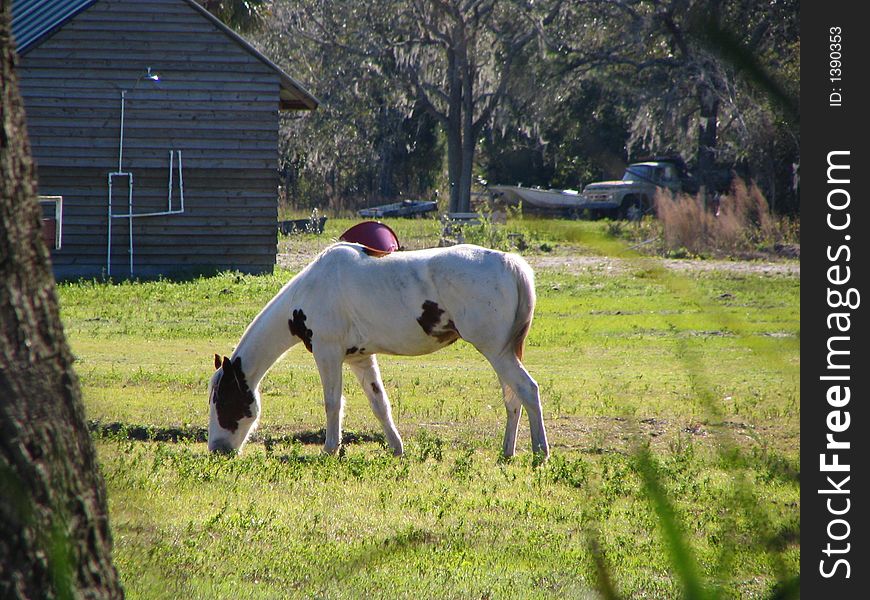 This lovely horse grazes at home on this farm in Florida. This lovely horse grazes at home on this farm in Florida.