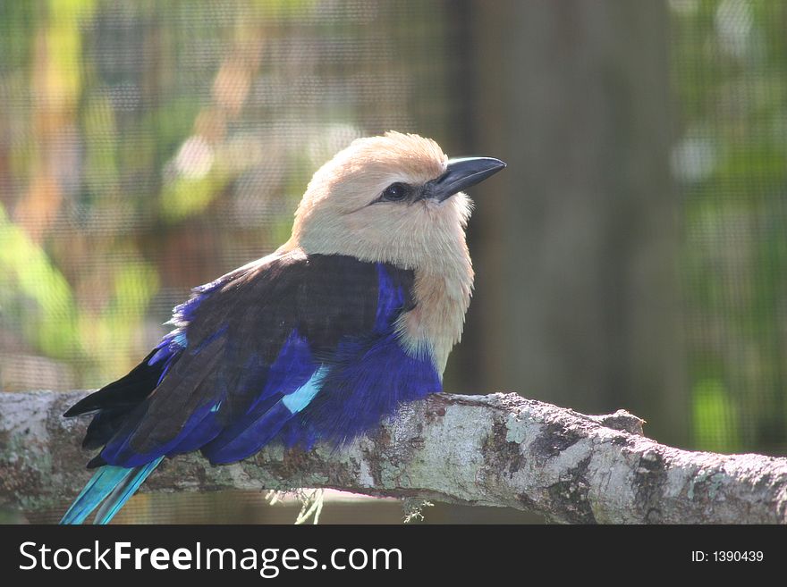 This pretty little blue bird lives in a central Florida zoo.