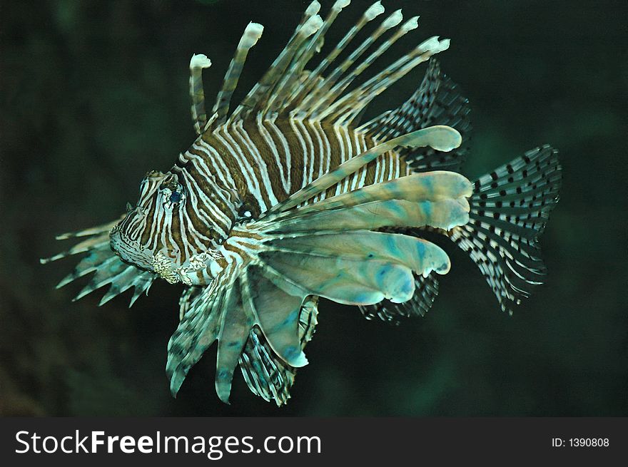 Spectacular, exotic, tropical lion fish, swimming around an aquarium.