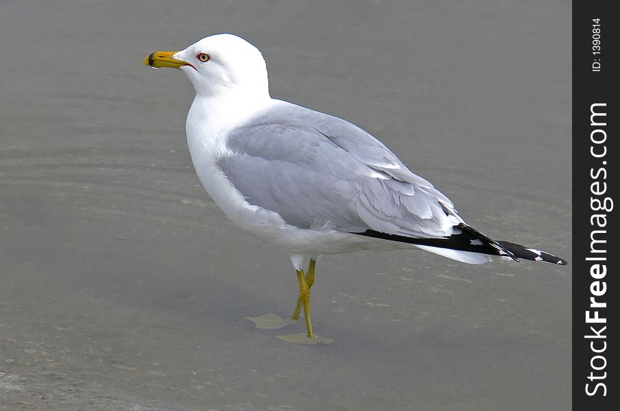 Handsome looking seagull wading along the edge of a lake.