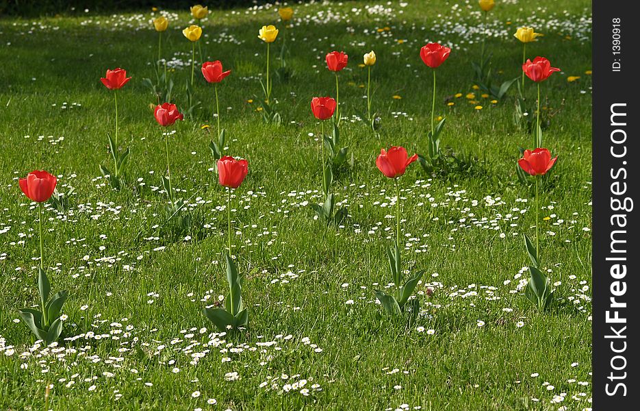 Tulips on the sunny meadow at spring