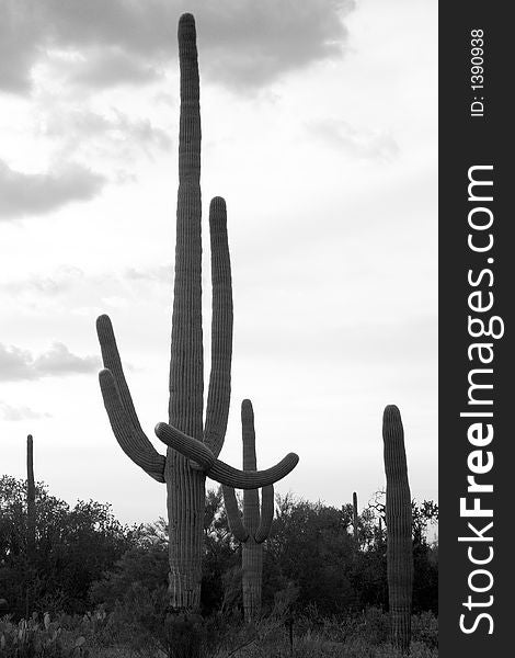 A black and white photo of saguaro cactus in the desert right before sunset. A black and white photo of saguaro cactus in the desert right before sunset.