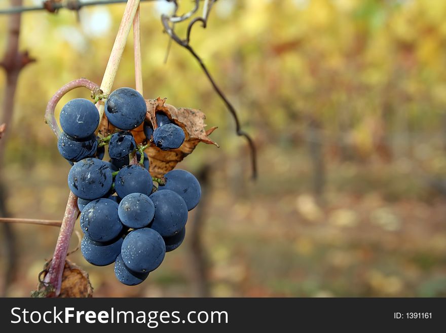 Small un-picked grape cluster after harvest. Small un-picked grape cluster after harvest