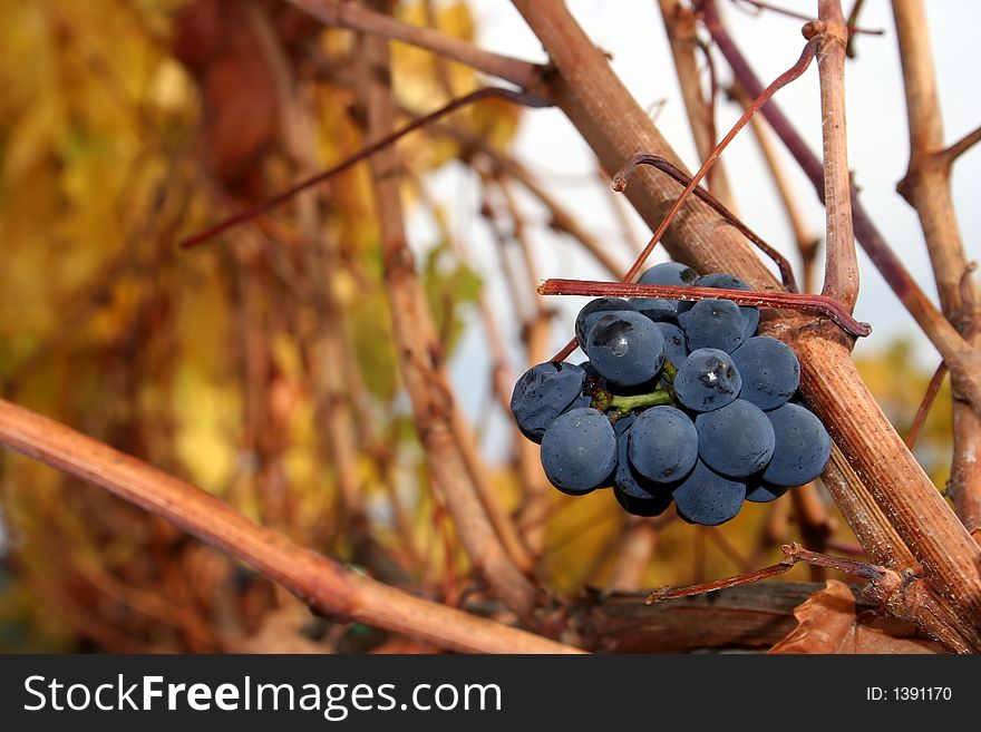 Small cluster of grapes left behind during harvest. Small cluster of grapes left behind during harvest