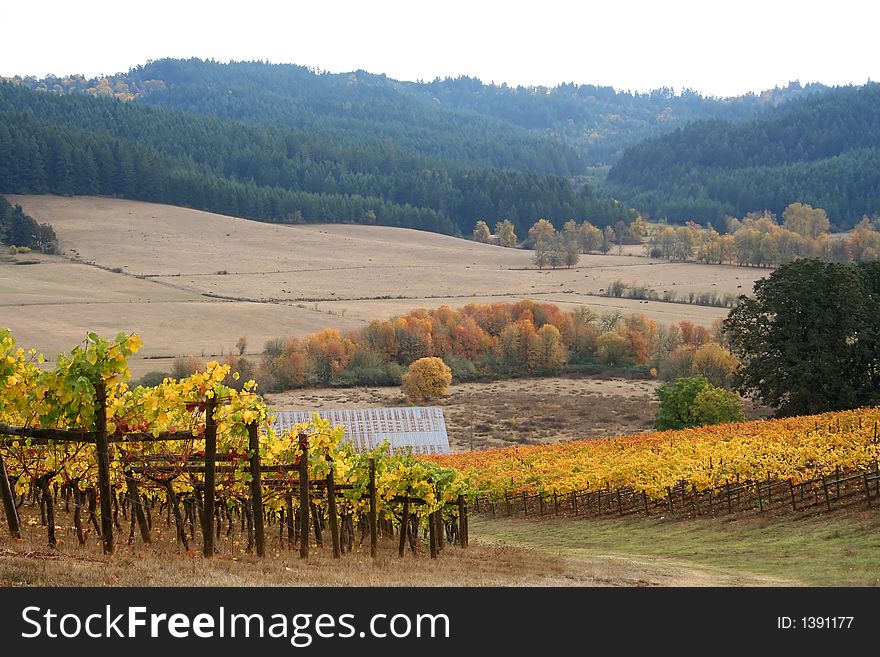 Vivid autumn colors in vineyard and hills. Vivid autumn colors in vineyard and hills