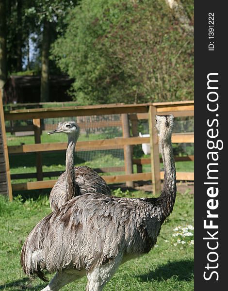 Ostrich out enjoying the sunshine