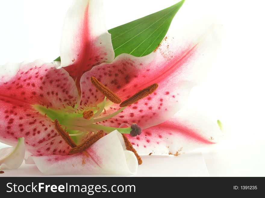 Pink Lilly on a white background