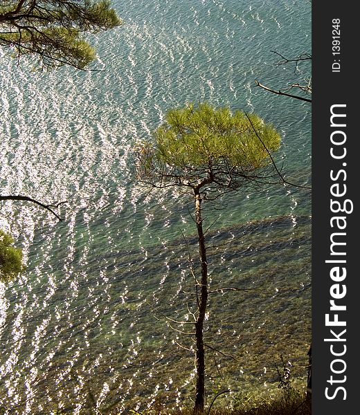 A conifer tree on the steep of a mountain. A conifer tree on the steep of a mountain