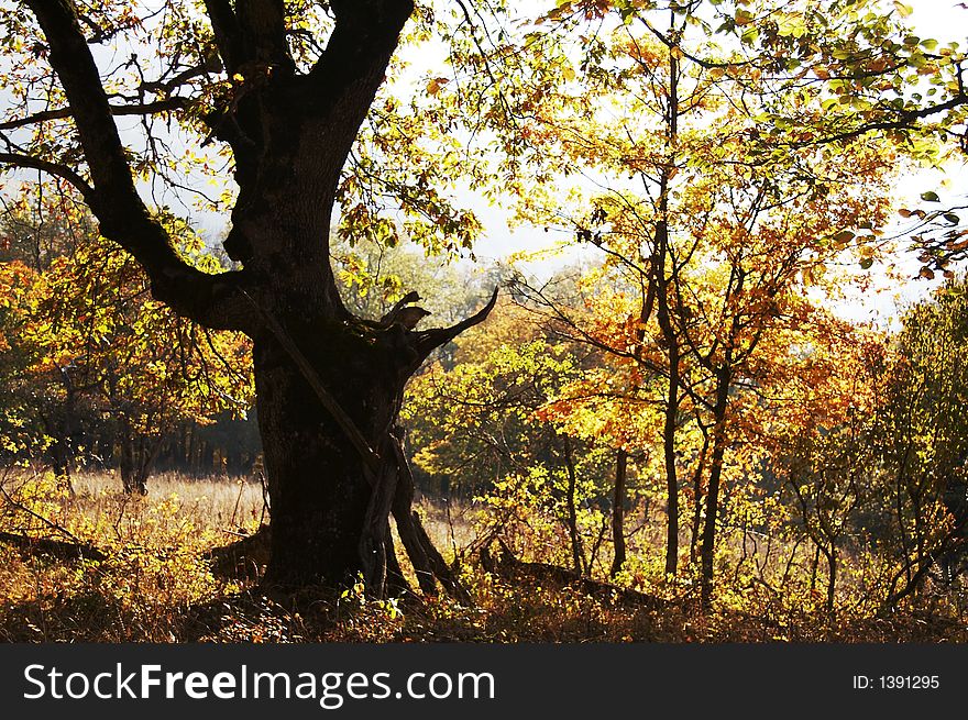 Autumn forest in the Crimea mountain