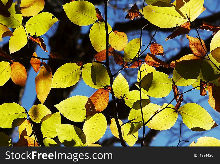 Bright Colorful Leaves