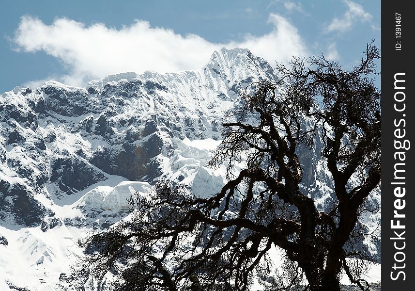 High mountain and tree in the Cordilleras. High mountain and tree in the Cordilleras