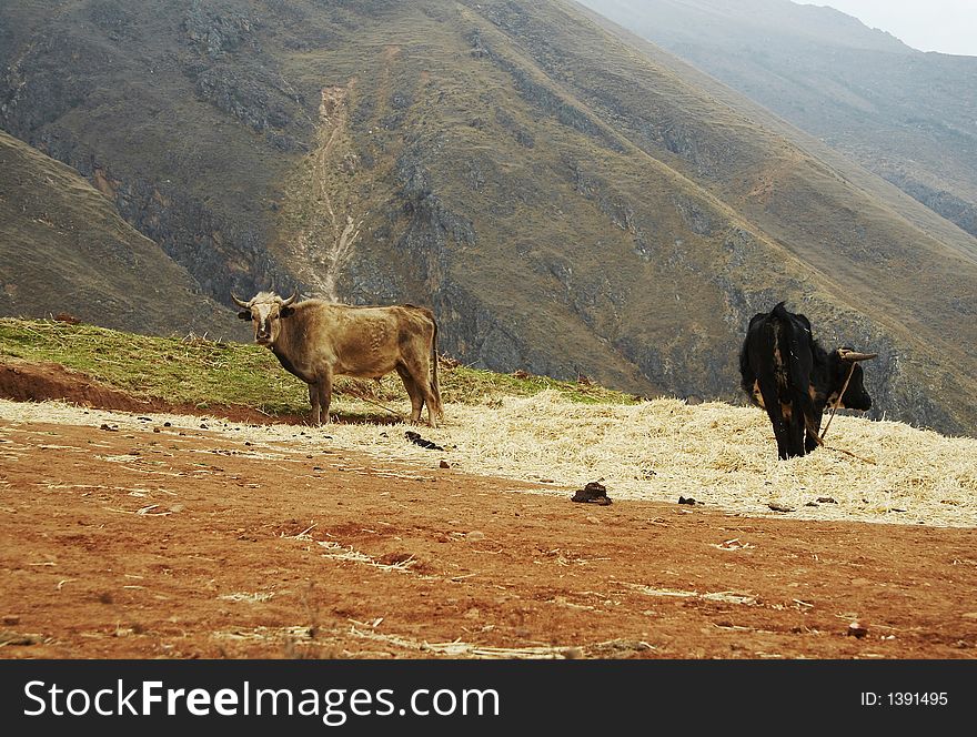 Two cows on the grassland in Peru. Two cows on the grassland in Peru