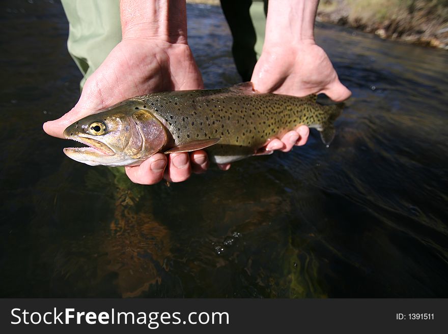 A nice large cutthroat trout caught in the weber river utah where the fish are big like this one #3. A nice large cutthroat trout caught in the weber river utah where the fish are big like this one #3