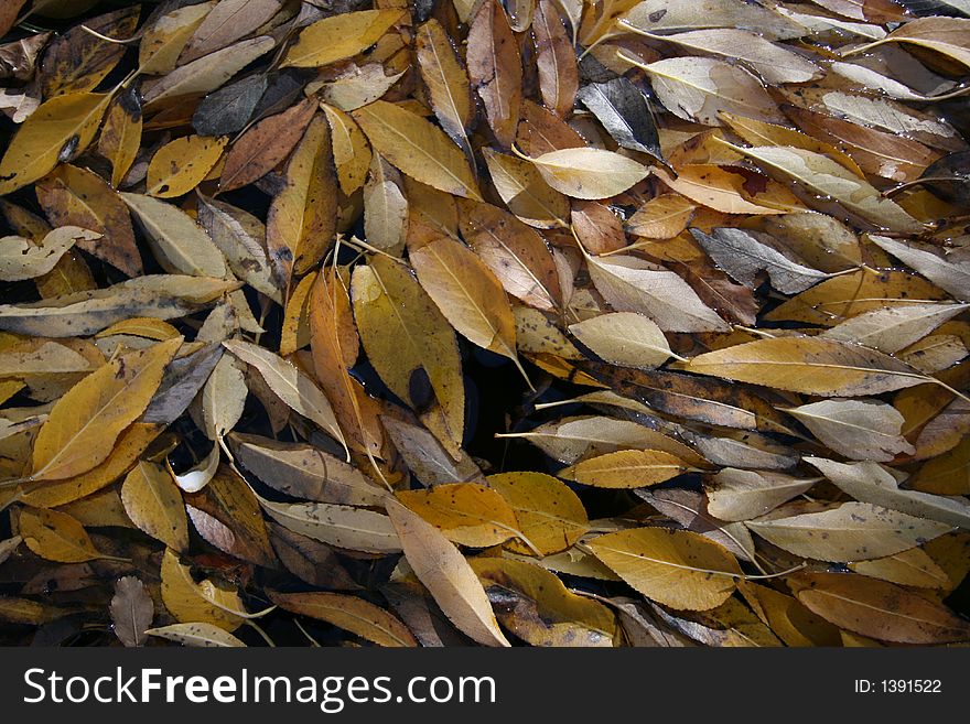 Leaves on the surface of water a lined up in a row. Leaves on the surface of water a lined up in a row