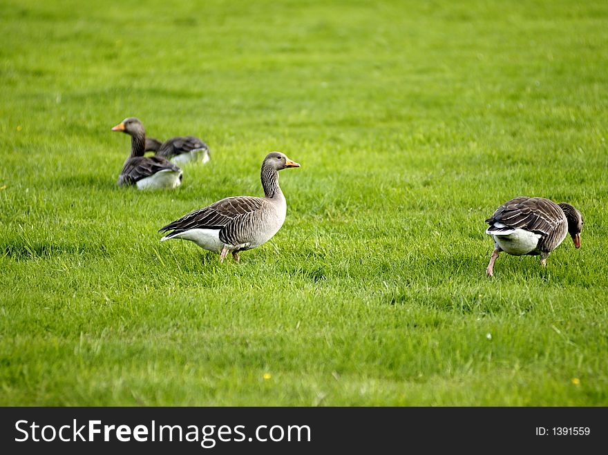 Picture of geese on grass field.