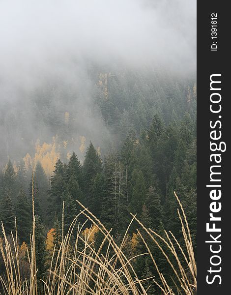 Grass fog and aspens in fall #1