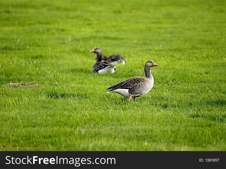 Picture of geese on grass field.