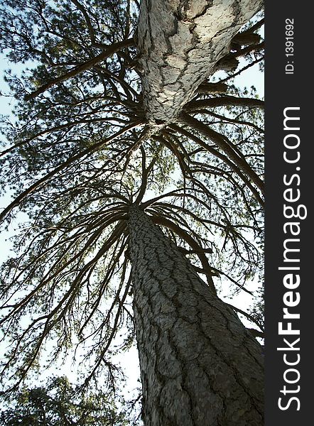 Two pine in the Crimea forest