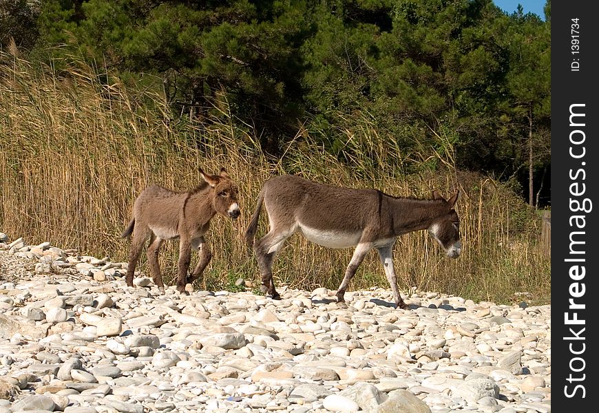 Two donkeys on the stony road