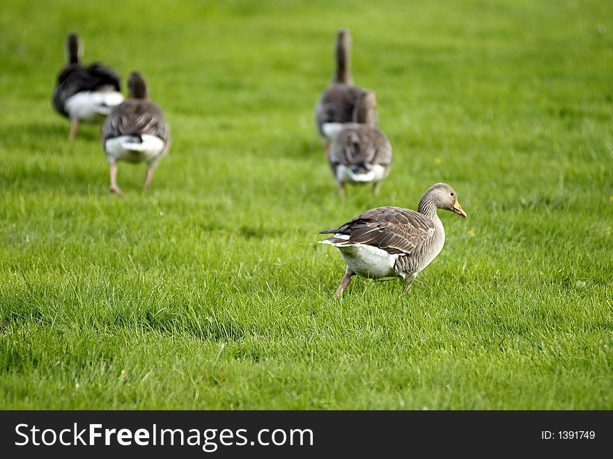 Geese on grass field