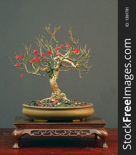 Eonymus Bonsai With Fruits