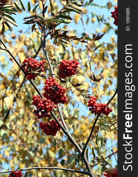 Tree branches with Ashberry Clusters. Tree branches with Ashberry Clusters