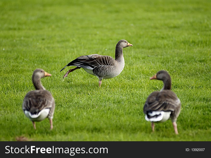 Picture of geese on grass field.