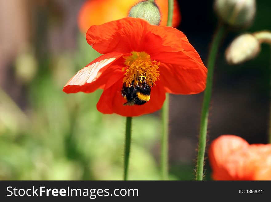 Humblebee & Flower