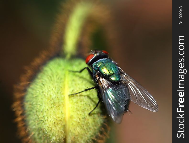 Lazy fly on flower in morning sun