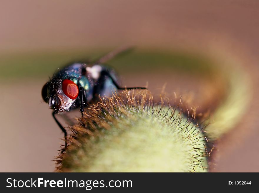 Lazy Fly On Flower