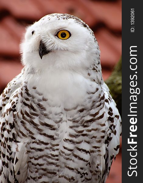 White owl on the look out