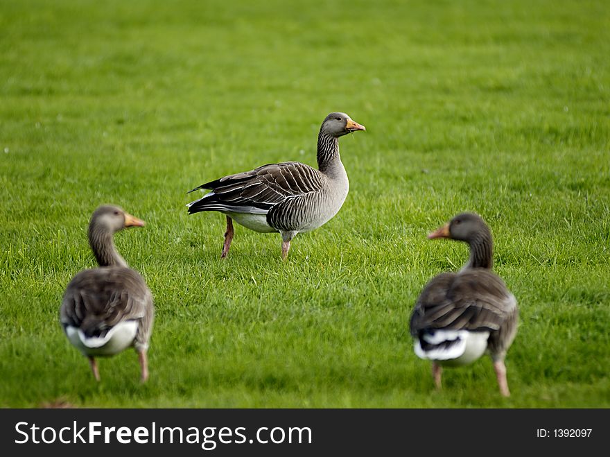 Geese On Grass Field