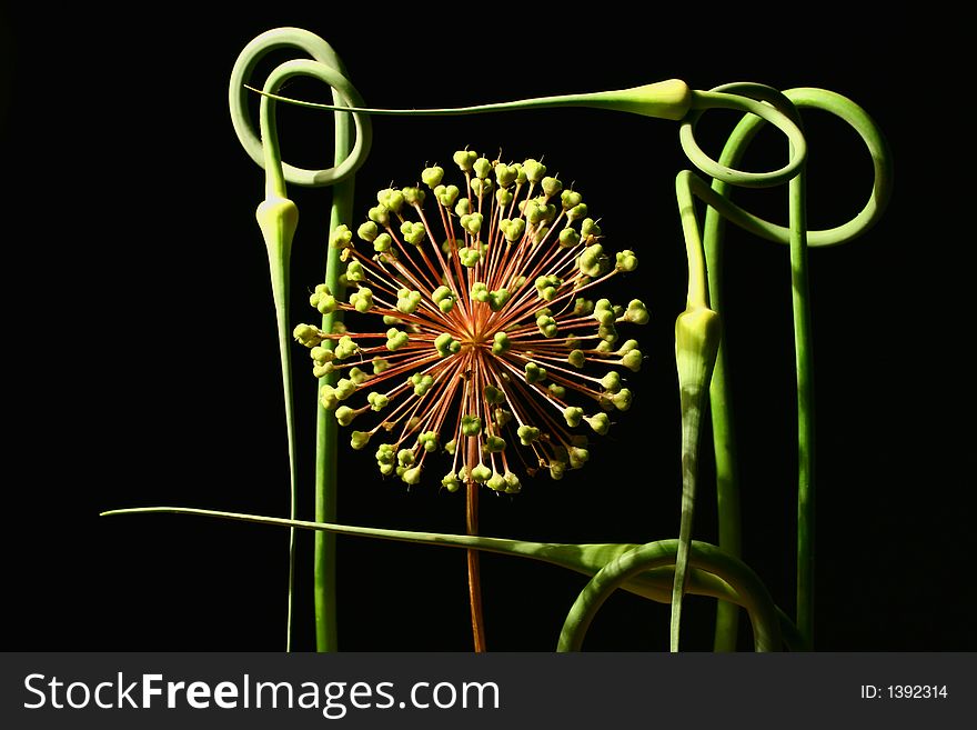 Composition from an inflorescence of an onions and stalks of garlic
