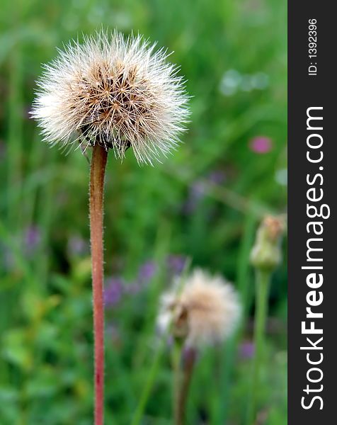 Dry dandelion with green grass in the background