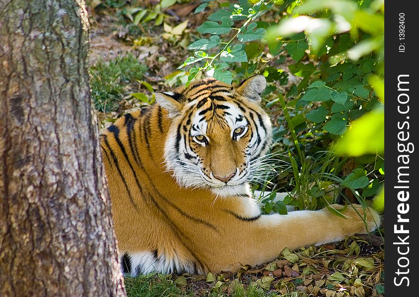 A bangle Tiger lying near a tree.