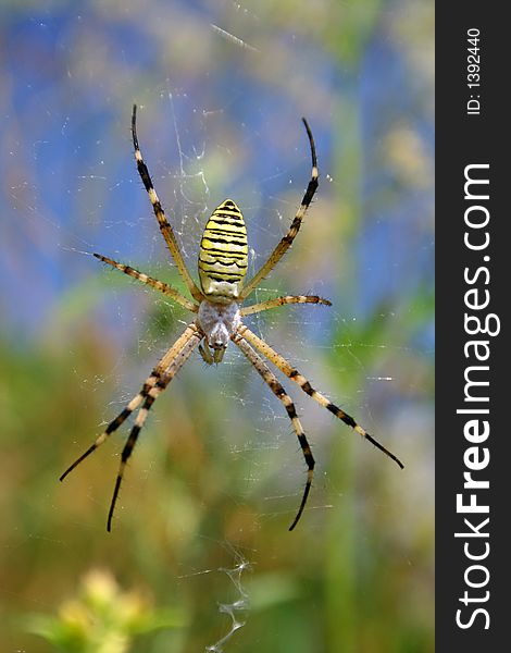 Yellow spider on a web. Yellow spider on a web.