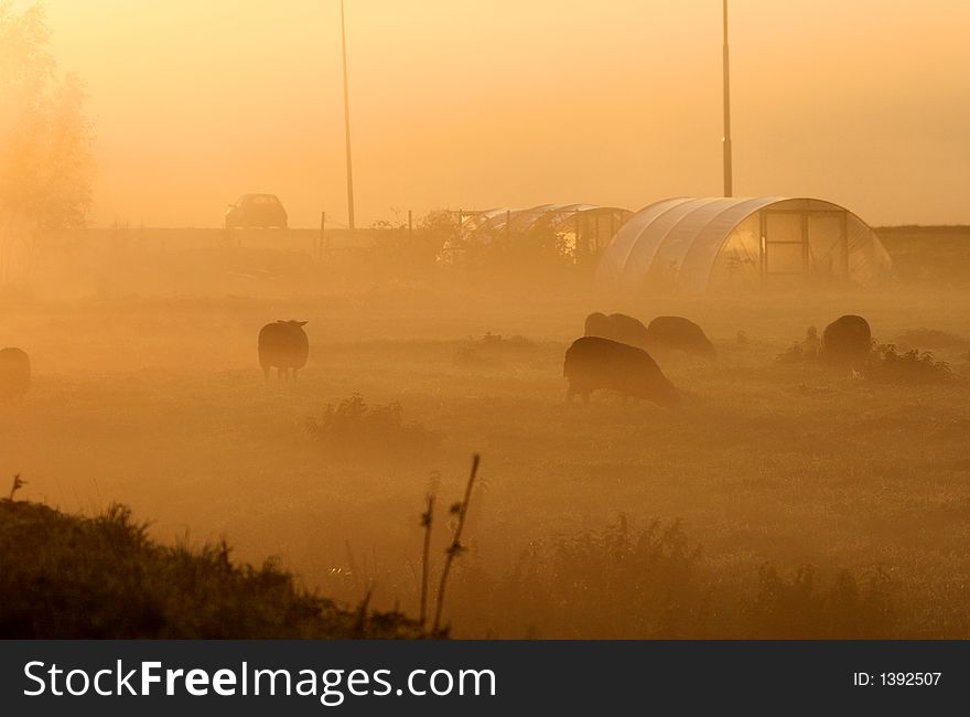 Landscape In Mist