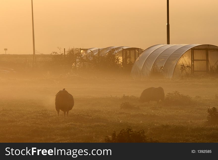 Silhouette of sheep in the morning mist. Silhouette of sheep in the morning mist