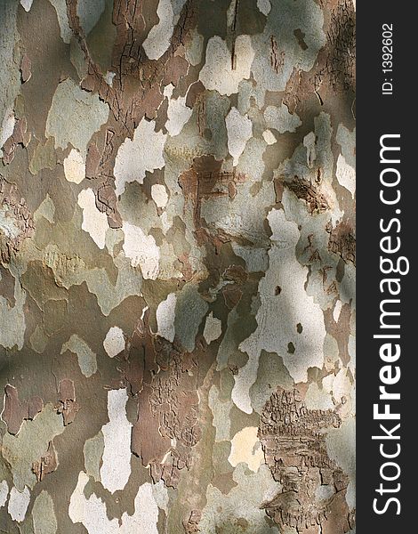 Camouflage like bark in a tree. Camouflage like bark in a tree