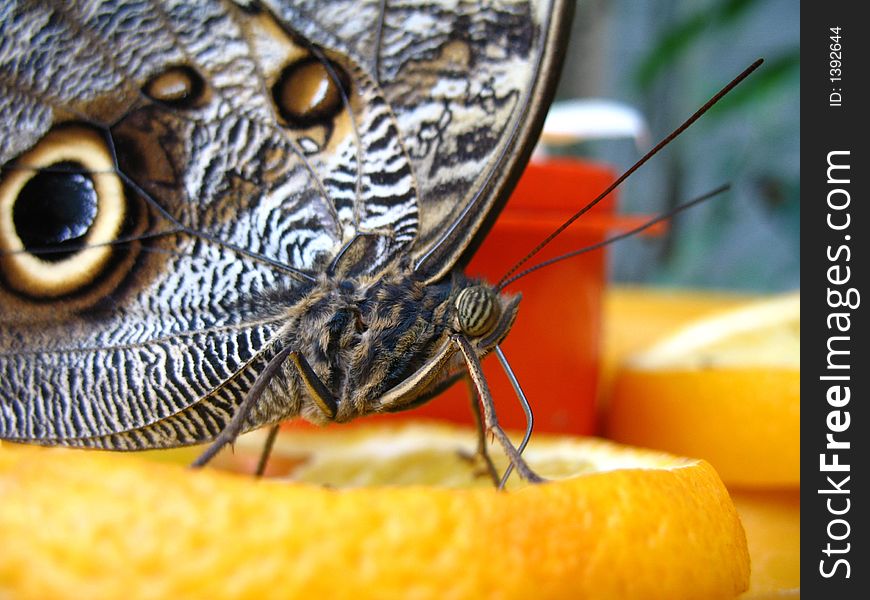 A large butterfly takes a drink from an orange slice. A large butterfly takes a drink from an orange slice.