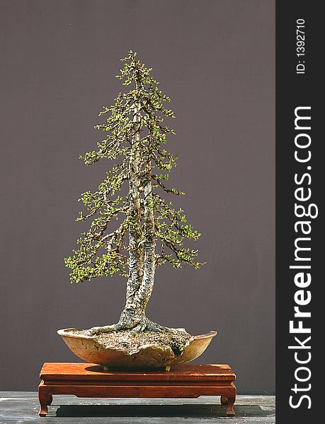 European larch, Larix decidua, 60 cm high, about 100 years old, collected in Italy, styled by Walter Pall, twin trunk, picture 4/2006. European larch, Larix decidua, 60 cm high, about 100 years old, collected in Italy, styled by Walter Pall, twin trunk, picture 4/2006