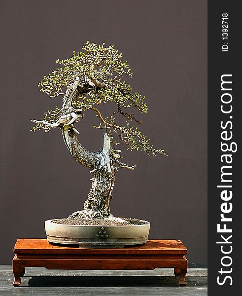 European larch, Larix decidua, 60 cm high, more than 100 years old, collected in Austria, styled by Walter Pall, picture 4/2006. European larch, Larix decidua, 60 cm high, more than 100 years old, collected in Austria, styled by Walter Pall, picture 4/2006