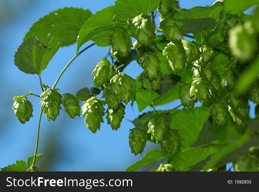 Hop Is Ready For Harvest
