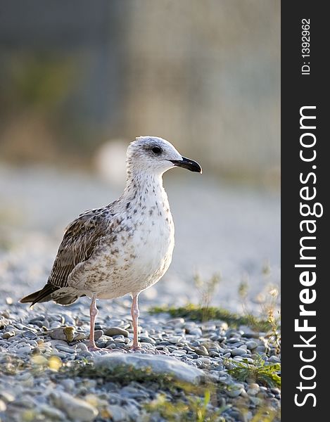 The seagull at coast of Black sea