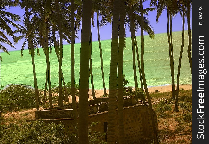 Coconut tree and sea.