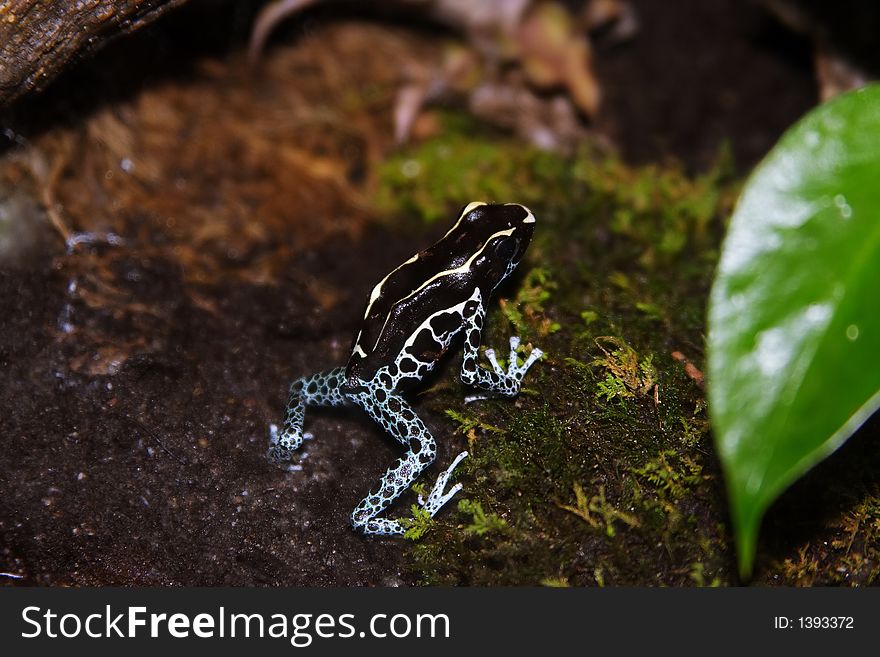 Black frog with blue lower half. Black frog with blue lower half
