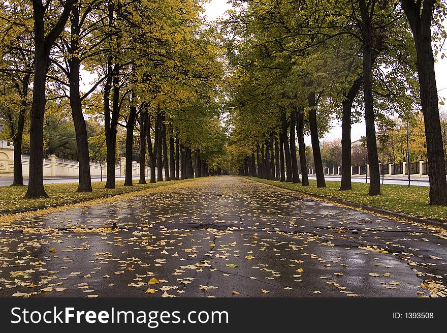 Autumnal alley of linden at rainy weather. Autumnal alley of linden at rainy weather