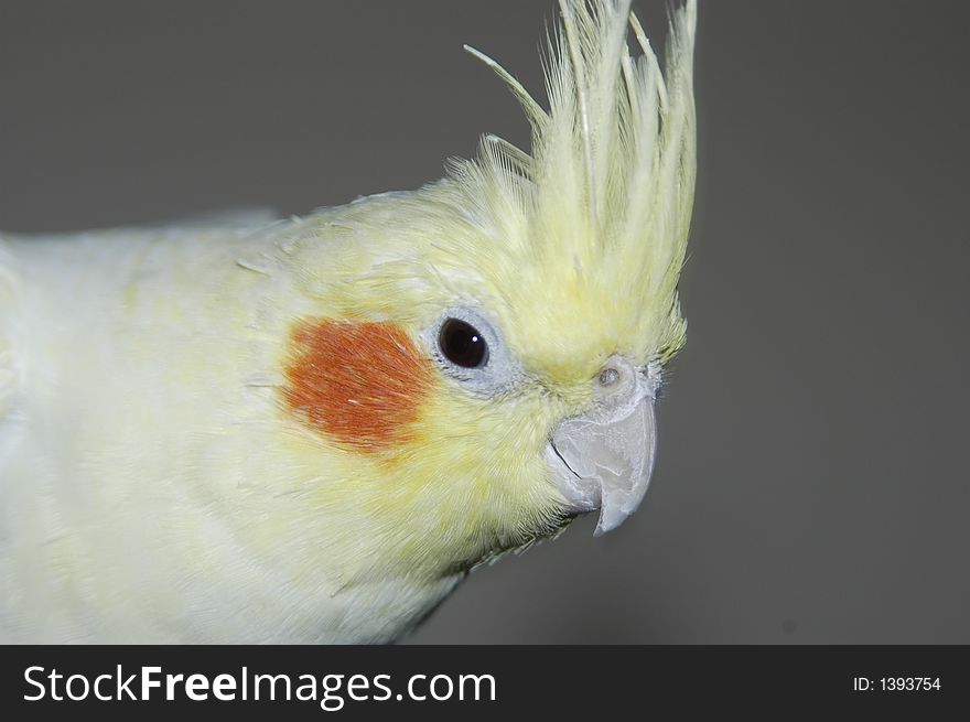 White yellow cockatiel sitting free on cage. White yellow cockatiel sitting free on cage