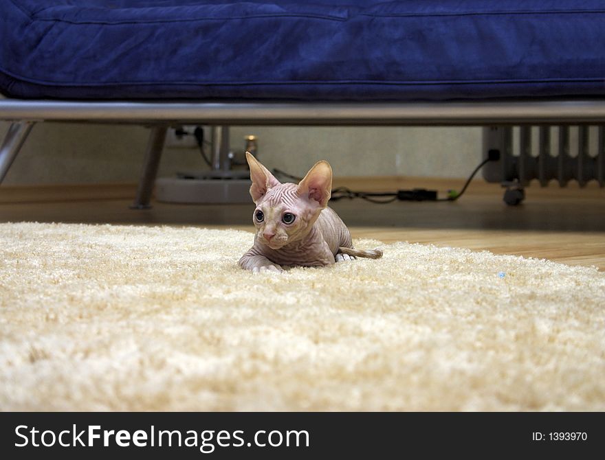 Canadian sphynx. Kitten on a carpet.